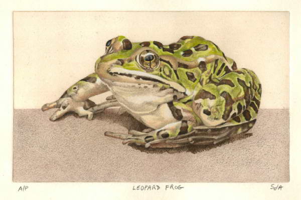 Leopard Frog