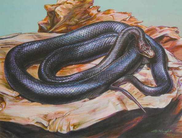 Black Rat Snake