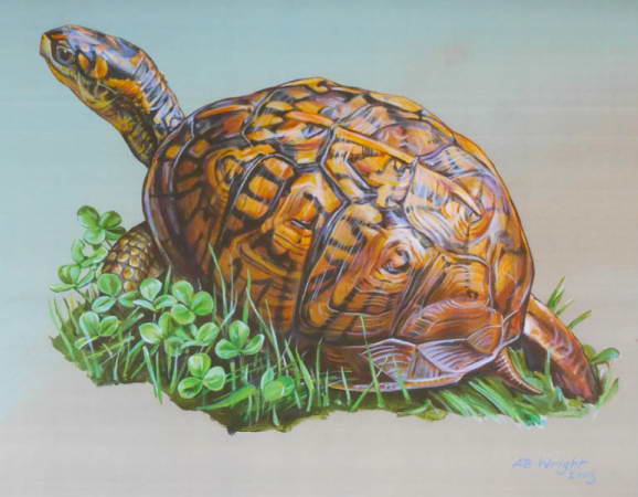 Eastern Box Turtle