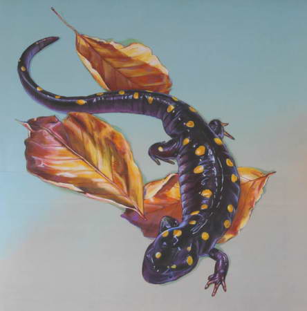 Spotted Salamander