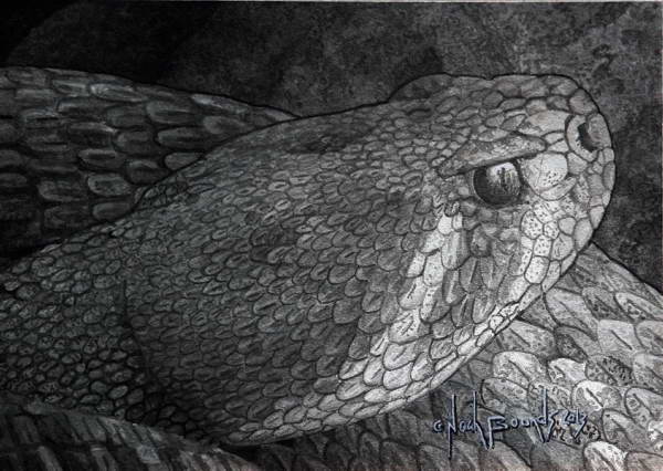 Crotalus atrox Study  (2013)