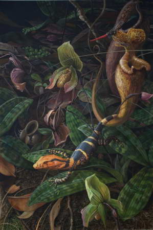 A Kerangas Forest Floor