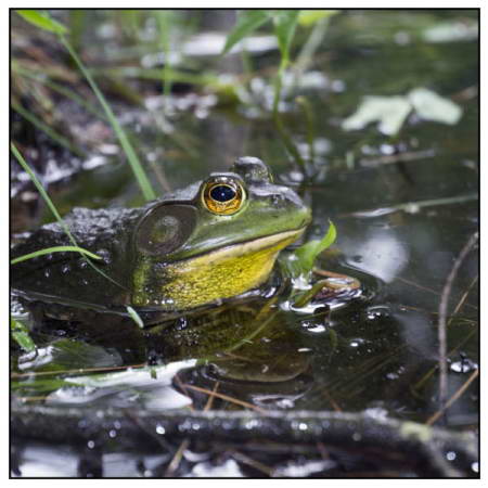 Pawtuckaway Frog