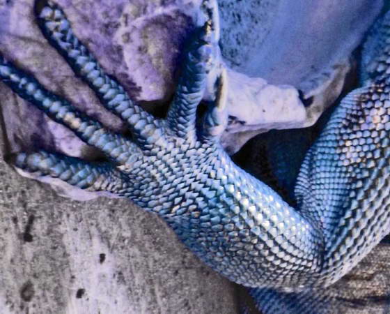 Lizard Landscape