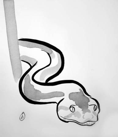 Hog Island Boa