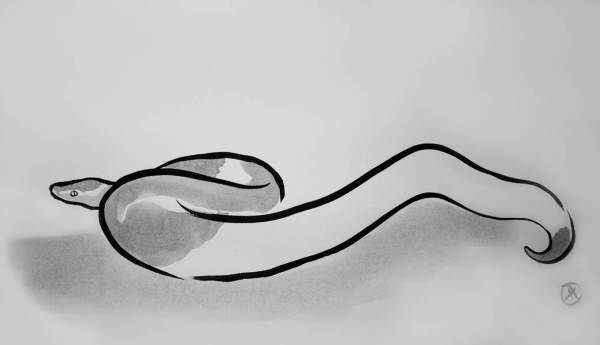 Pied Ball Python