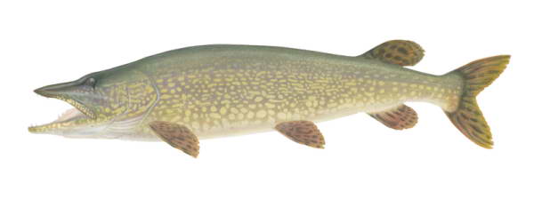 Northern Pike, Esox lucius