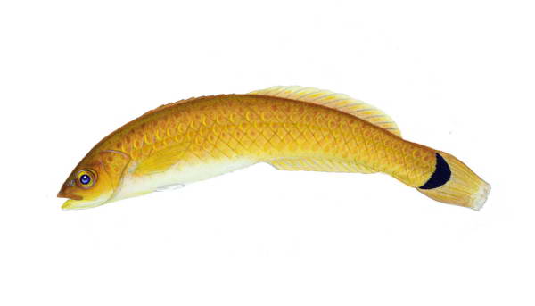 Senorita Wrasse, Oxyjulis californica