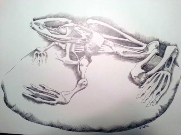 Skeletal frog