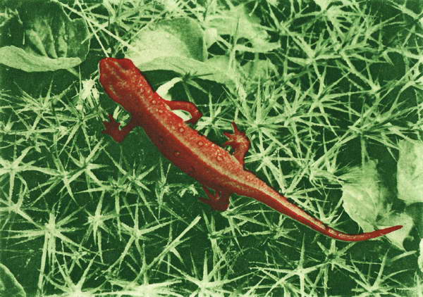 Red Eft