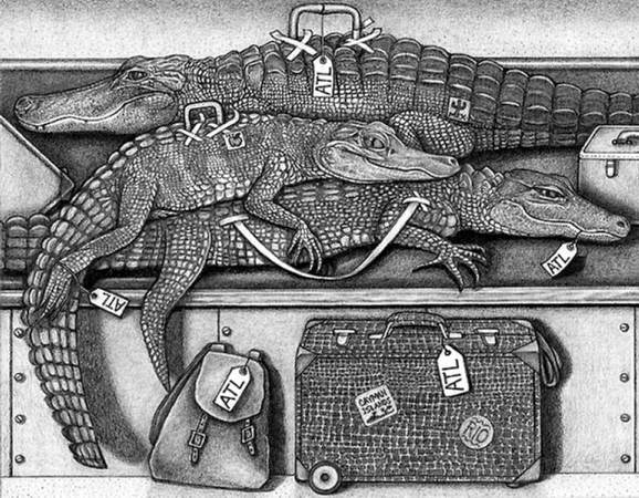 Alligators Arriving in Atlanta