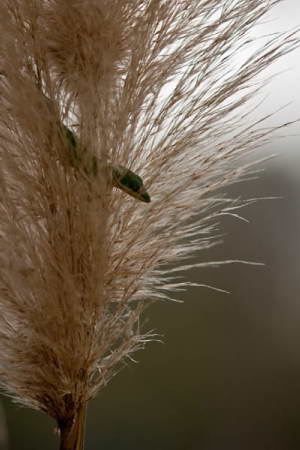 Hiding in the Pampas